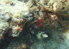 spiegel-grove-christ-abyss-horseshoe-reef-key-largo_41747999730_o